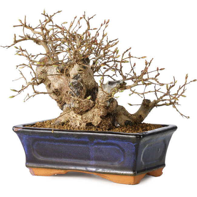 Carpinus coreana, 13 cm, ± 25 jaar oud
