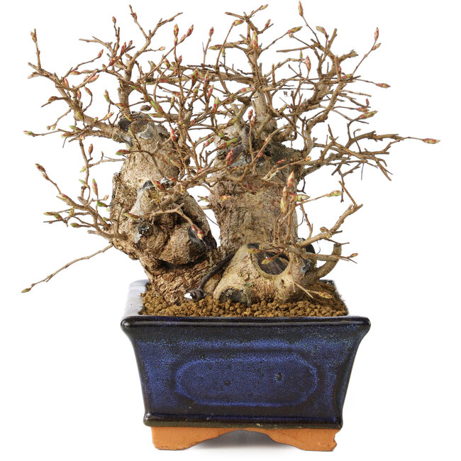 Carpinus coreana, 13 cm, ± 25 Jahre alt