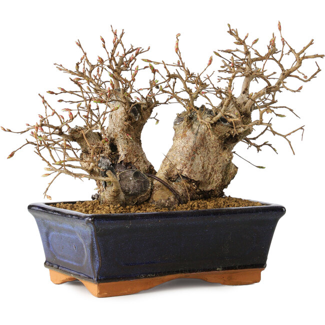 Carpinus coreana, 13 cm, ± 25 Jahre alt