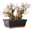 Carpinus coreana, 13 cm, ± 25 jaar oud