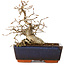 Carpinus coreana, 16 cm, ± 25 jaar oud