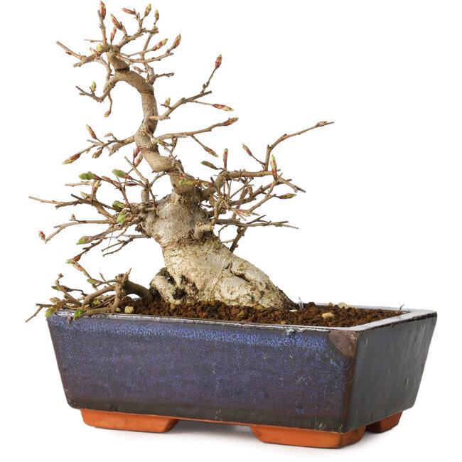 Carpinus coreana, 16 cm, ± 25 years old