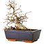 Carpinus coreana, 16 cm, ± 25 jaar oud