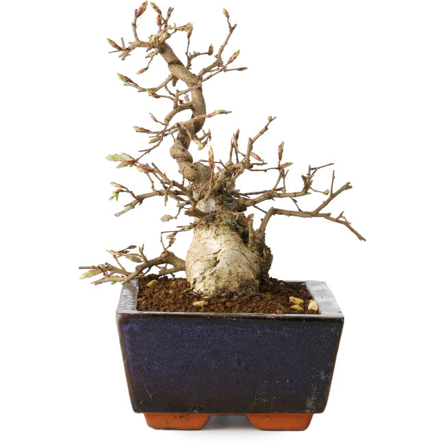 Carpinus coreana, 16 cm, ± 25 jaar oud