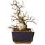 Carpinus coreana, 16 cm, ± 25 jaar oud