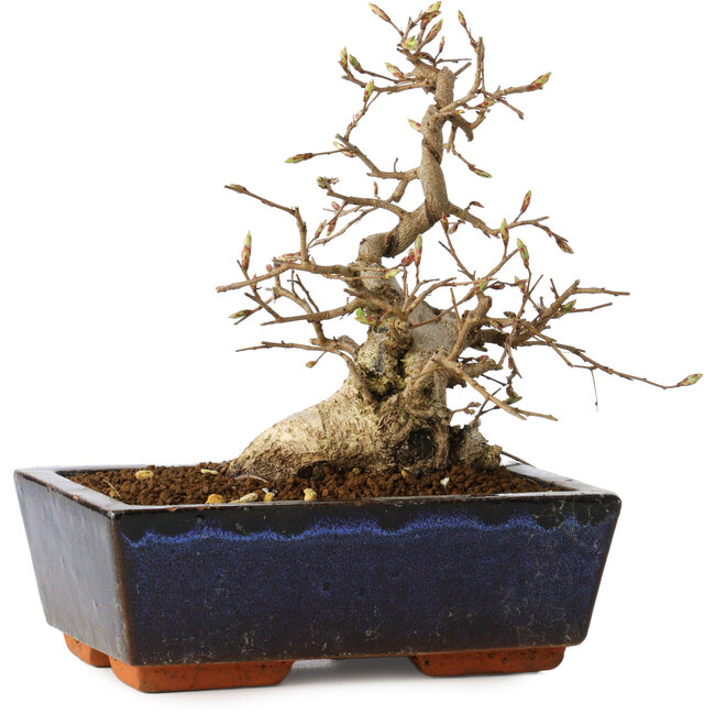 Carpinus coreana, 16 cm, ± 25 jaar oud