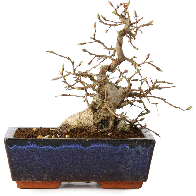 Carpinus coreana, 16 cm, ± 25 years old