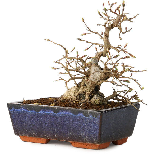 Carpinus coreana, 16 cm, ± 25 anni