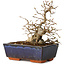 Carpinus coreana, 16 cm, ± 25 jaar oud
