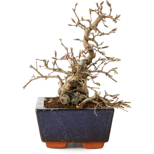 Carpinus coreana, 16 cm, ± 25 ans