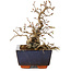 Carpinus coreana, 16 cm, ± 25 jaar oud
