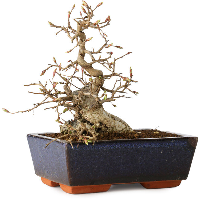 Carpinus coreana, 16 cm, ± 25 ans