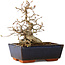 Carpinus coreana, 16 cm, ± 25 jaar oud