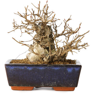 Carpinus coreana, 16 cm, ± 25 jaar oud
