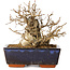 Carpinus coreana, 16 cm, ± 25 Jahre alt