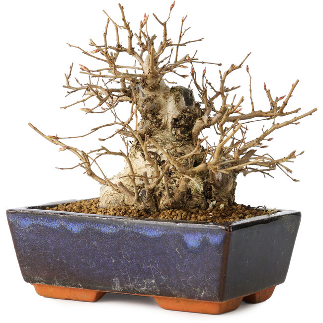 Carpinus coreana, 16 cm, ± 25 anni