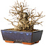 Carpinus coreana, 16 cm, ± 25 jaar oud