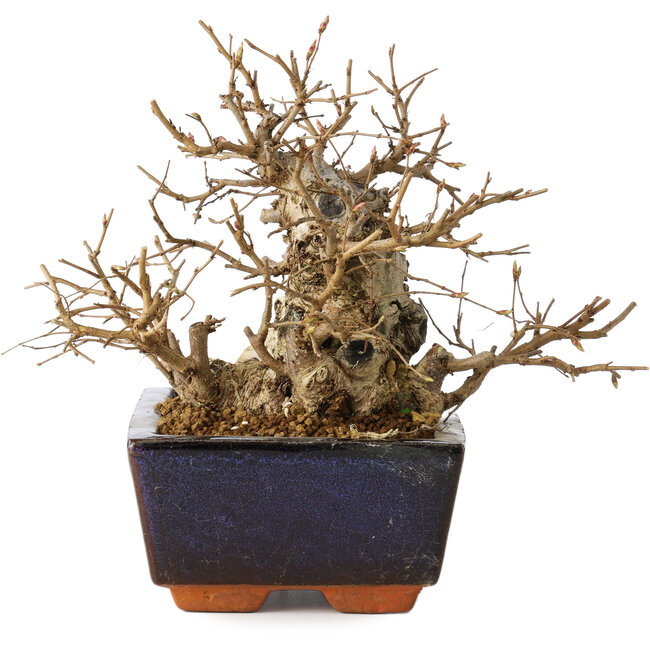 Carpinus coreana, 16 cm, ± 25 years old