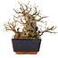 Carpinus coreana, 16 cm, ± 25 jaar oud