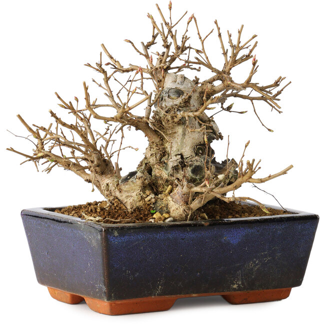 Carpinus coreana, 16 cm, ± 25 ans
