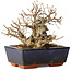 Carpinus coreana, 16 cm, ± 25 jaar oud