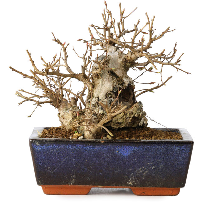 Carpinus coreana, 16 cm, ± 25 Jahre alt