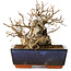 Carpinus coreana, 16 cm, ± 25 jaar oud