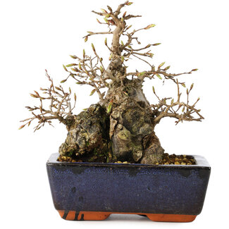 Carpinus coreana, 18 cm, ± 25 jaar oud