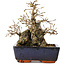 Carpinus coreana, 18 cm, ± 25 Jahre alt