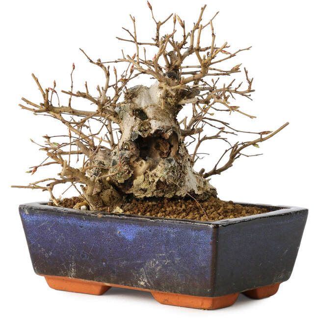Carpinus coreana, 16 cm, ± 25 ans