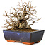 Carpinus coreana, 16 cm, ± 25 jaar oud