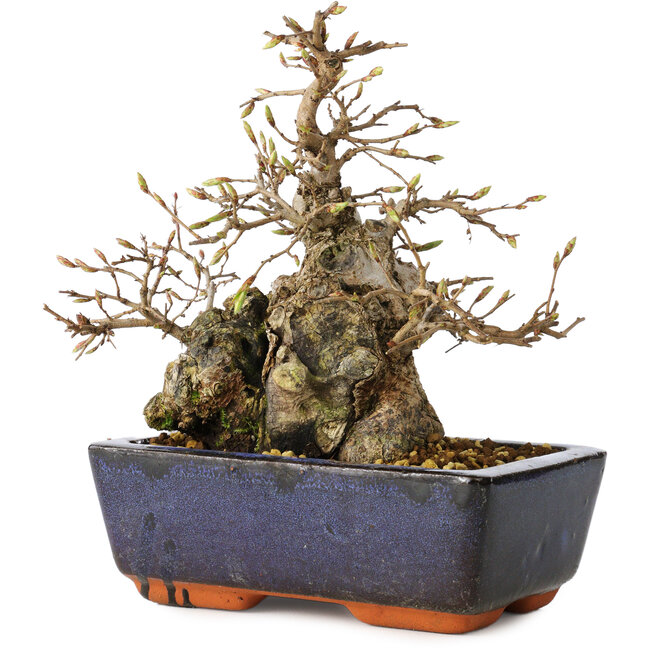 Carpinus coreana, 18 cm, ± 25 jaar oud