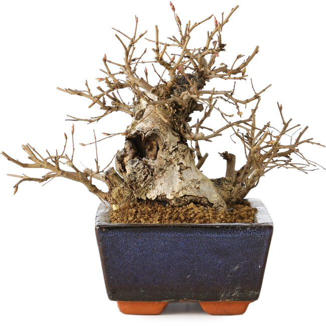 Carpinus coreana, 16 cm, ± 25 jaar oud