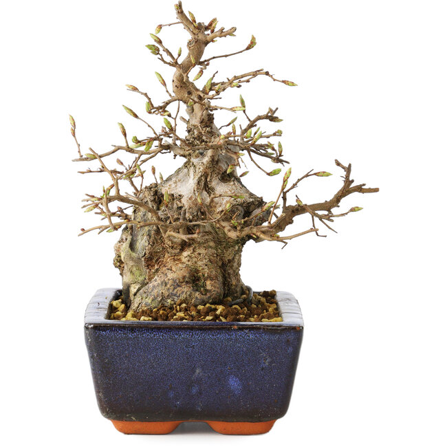 Carpinus coreana, 18 cm, ± 25 jaar oud