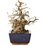 Carpinus coreana, 18 cm, ± 25 Jahre alt