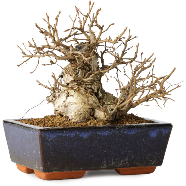 Carpinus coreana, 16 cm, ± 25 years old