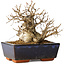 Carpinus coreana, 16 cm, ± 25 jaar oud