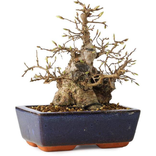 Carpinus coreana, 18 cm, ± 25 jaar oud