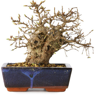 Carpinus coreana, 17 cm, ± 25 jaar oud