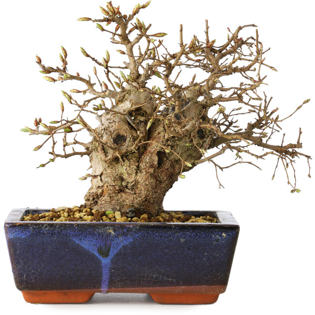 Carpinus coreana, 17 cm, ± 25 jaar oud