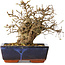Carpinus coreana, 17 cm, ± 25 jaar oud