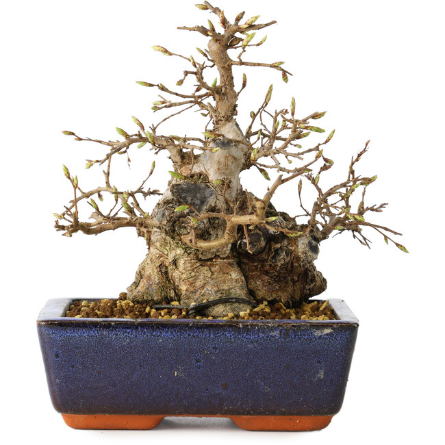 Carpinus coreana, 18 cm, ± 25 Jahre alt