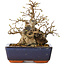 Carpinus coreana, 18 cm, ± 25 anni