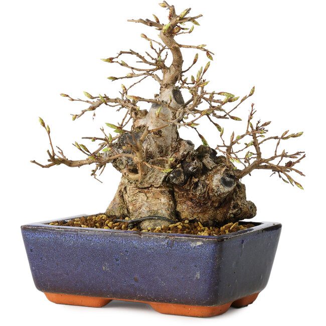 Carpinus coreana, 18 cm, ± 25 jaar oud