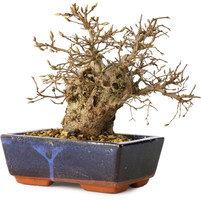Carpinus coreana, 17 cm, ± 25 Jahre alt