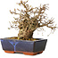 Carpinus coreana, 17 cm, ± 25 jaar oud