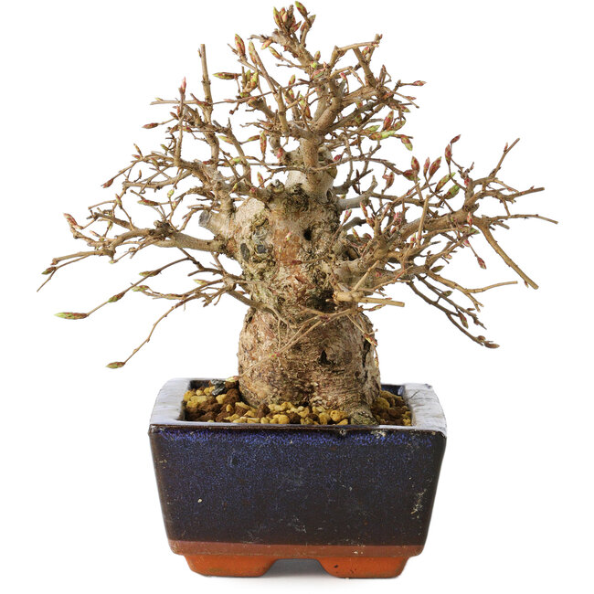 Carpinus coreana, 17 cm, ± 25 Jahre alt