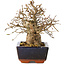 Carpinus coreana, 17 cm, ± 25 jaar oud