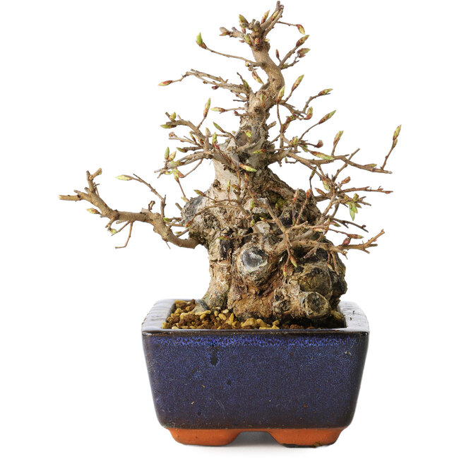 Carpinus coreana, 18 cm, ± 25 Jahre alt