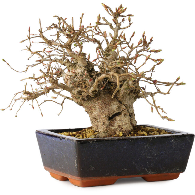 Carpinus coreana, 17 cm, ± 25 anni